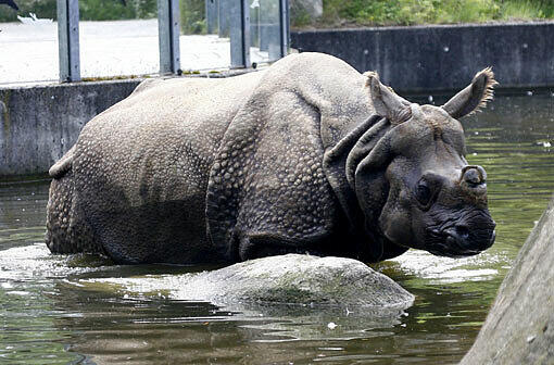 Nashörner leben zwei im Tierpark Hellabrunn. Hier Panzernashorn "Nasi".