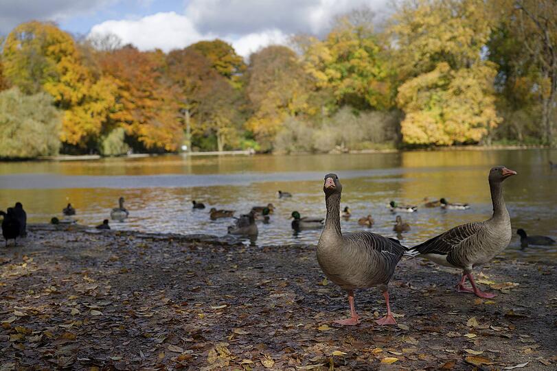 Die Gänse und Enten genießen den Herbst am Kleinhesseloher See.