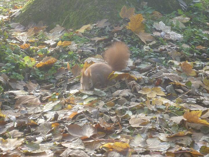 Ein Eichhörnchen saß nicht weit entfernt und hat von einem Blatt Wasser getrunken, schreibt der AZ-Leser.