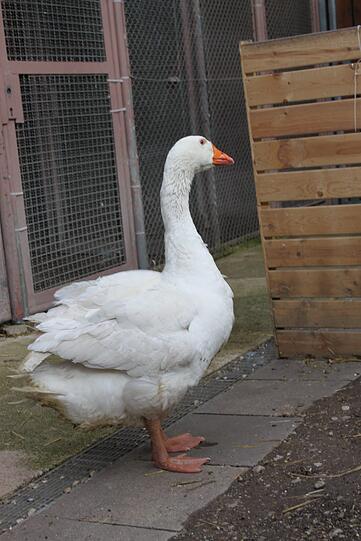 Die Tierschützer haben festgestellt, dass der Gänserich nicht nur unterernährt ist und Durchfall hat, ...