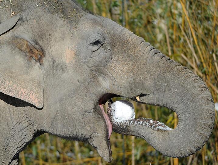 Im Tierpark Hellabrun wirft sich ein Elefant einen Schneeball in den Mund. Kalt ist es auch für Dickhäuter.