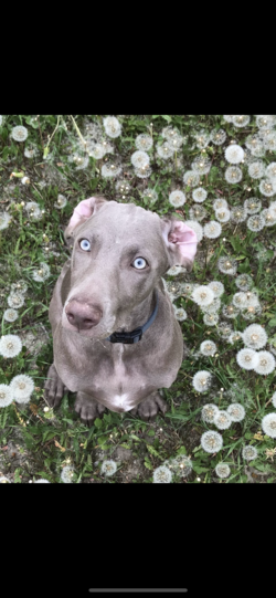 Heidi