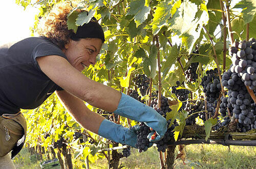 Arbeiterin bei der Weinlese, Foto: PR