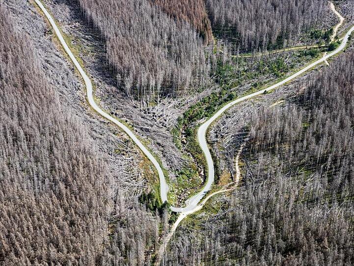 Blick auf den Nationalpark Harz mit teilweise abgestorbenen Fichten.