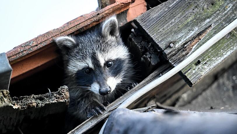 Ein Waschbär schaut untereinem Dach hervor. Die Tiere schauen zwar niedlich aus, können aber gerade für Amphibien eine echte Bedrohung sein.