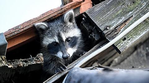 Ein Waschbär schaut untereinem Dach hervor. Die Tiere schauen zwar niedlich aus, können aber gerade für Amphibien eine echte Bedrohung sein.