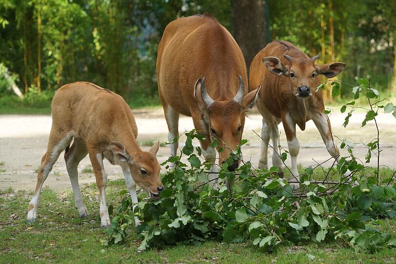 Die Banteng-Familie hat mit dem Nachwuchs jede Menge Trubel auf der Anlage. Sie niedlichen Bilder...