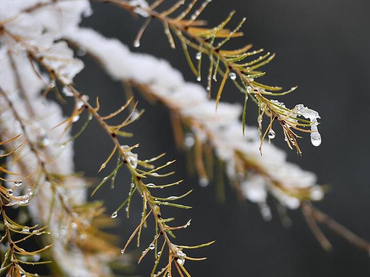 Auf den Ästen von Lärchennadeln liegt Schnee. Foto: Angelika Warmuth/dpa