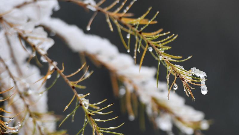 Auf den Ästen von Lärchennadeln liegt Schnee. Foto: Angelika Warmuth/dpa Auf den Ästen von Lärchennadeln liegt Schnee. Foto: Angelika Warmuth/dpa