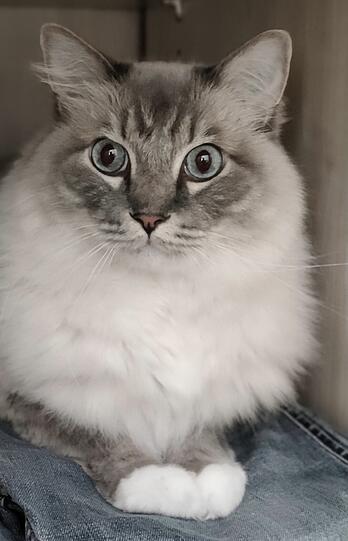 Caruso