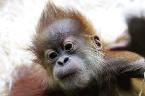 Orang-Utan-Baby Isalie