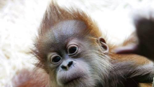 Orang-Utan-Baby Isalie Orang-Utan-Baby Isalie