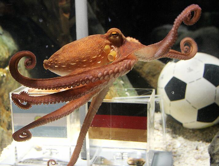 Ur-Vater aller deutschen Orakel-Tiere: Krake Paul aus dem Sea Life in Oberhausen wird 2010 berühmt.