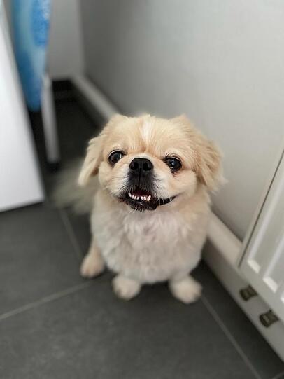 Brutus