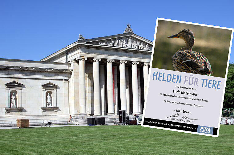 Die Ente kommt regelmäßig in die Glypthothek. Und wird dann von Hausmeister Niedermaier versorgt.