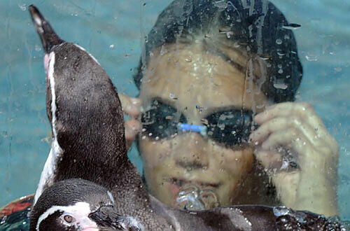 Pinguine im Schwimmbad.