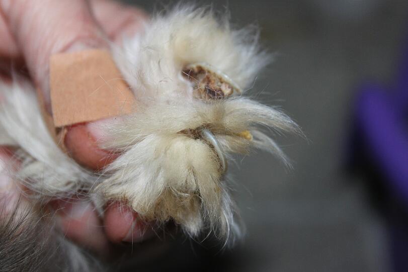 Die Krallen der Tiere sind eingewachsen.