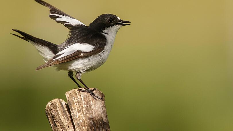 Ein Kandidat f&uuml;r den "Vogel des Jahres 2027": ein (m&auml;nnlicher) Trauerschn&auml;pper. Die Tiere sind durch den Klimawandel bedroht.