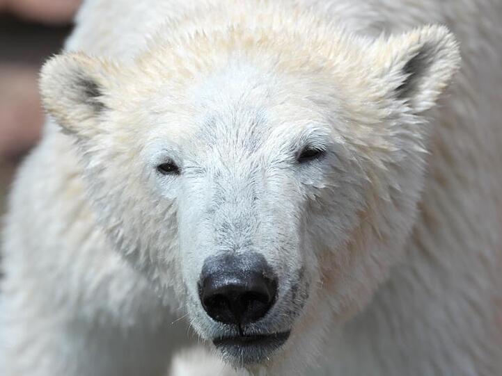 Die Eisbärin Flocke läuft durch ihr damaliges Gehege im Nürnberger Zoo. Foto: David Ebener/dpa/Archiv