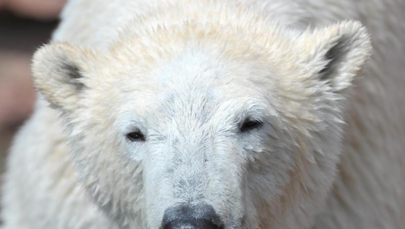 Die Eisbärin Flocke läuft durch ihr damaliges Gehege im Nürnberger Zoo. Foto: David Ebener/dpa/Archiv Die Eisbärin Flocke läuft durch ihr damaliges Gehege im Nürnberger Zoo. Foto: David Ebener/dpa/Archiv