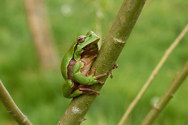 Zauberhaft anzuschauen: ein Laubfrosch.