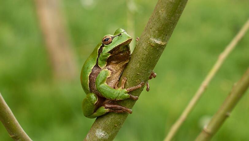 Zauberhaft anzuschauen: ein Laubfrosch.
