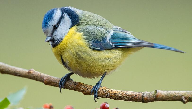 Eine Blaumeise sitzt auf einem Ast in einem Garten.