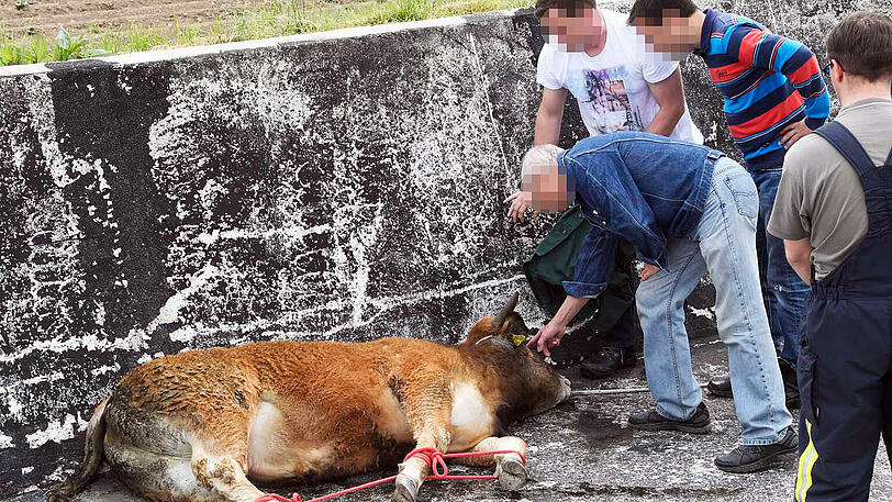 Wildwest an der A94: 17 entflohene Rindviecher hielten die "Cowboys" von Polizei und Feuerwehr stundenlang auf Trab. Die Bilder von der Stierhatz.