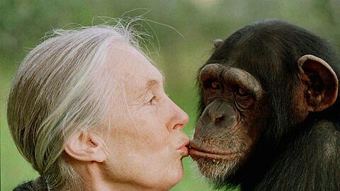 Die britische Primatenforscherin Jane Goodall ist im Alter von 91 Jahren gestorben. (Archivbild)