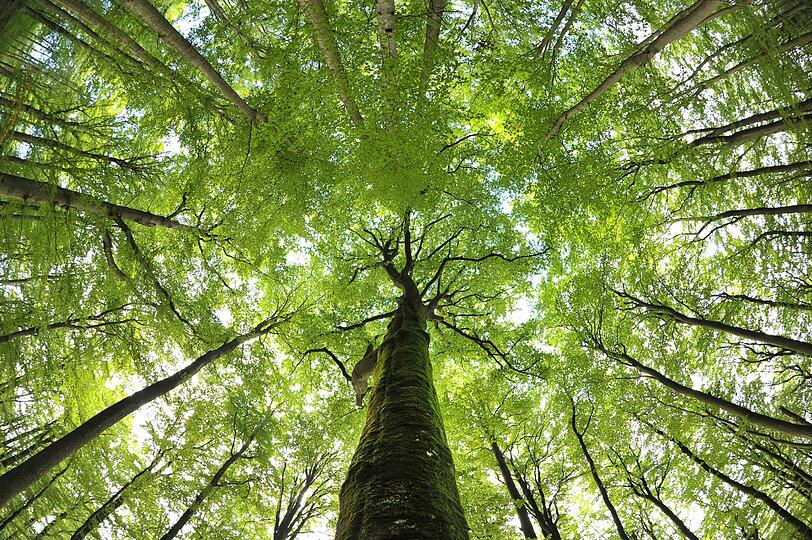 Der Förster fand das Skelett im Wald.