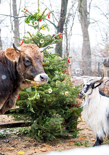 Für die Tiere im Tierpark Hellabrunn gibt es schon eine Woche vor Weihnachten eine leckere Bescherung.