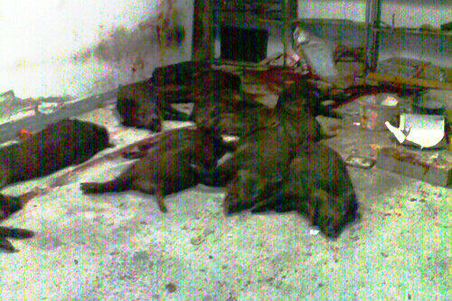 Die Kadaver der zwölf Wildschweine liegen in der blutverschmierten Garage in Höchberg.