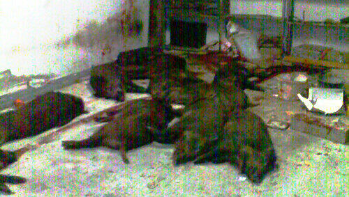Die Kadaver der zwölf Wildschweine liegen in der blutverschmierten Garage in Höchberg. Die Kadaver der zwölf Wildschweine liegen in der blutverschmierten Garage in Höchberg.