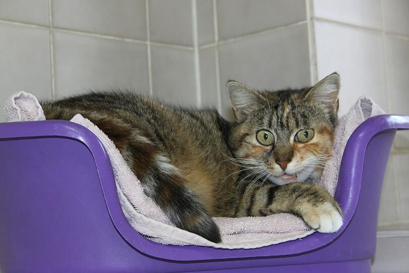 Katze Fuchsi ist eine schüchterne Schönheit und schwer verliebt...