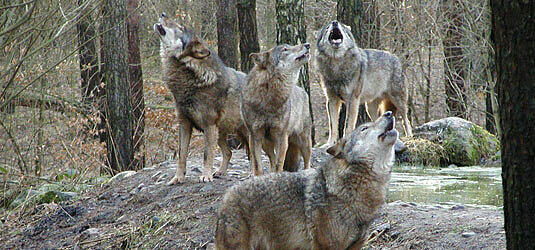 Wölfe im Natur- und Umweltpark Güstrow, Foto: DBU