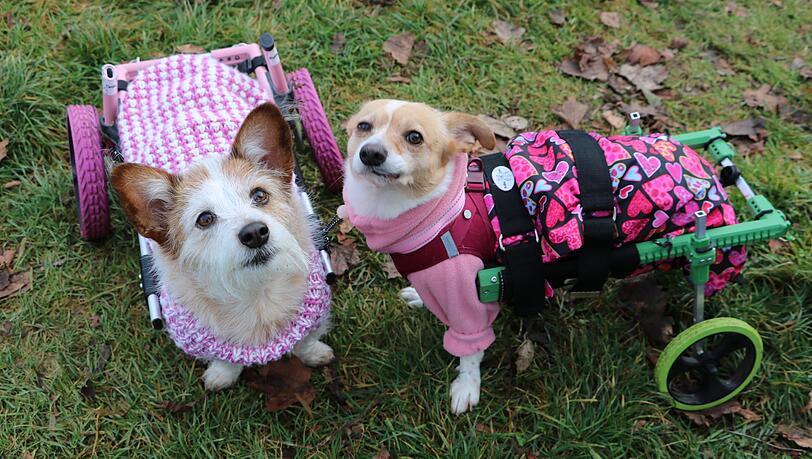 „Sie sind zwei Herzen und eine Seele“, sagt Monika Müller über ihre Hunde Dascha und Indi. „Sie sind zwei Herzen und eine Seele“, sagt Monika Müller über ihre Hunde Dascha und Indi.