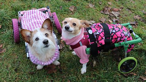 „Sie sind zwei Herzen und eine Seele“, sagt Monika Müller über ihre Hunde Dascha und Indi.