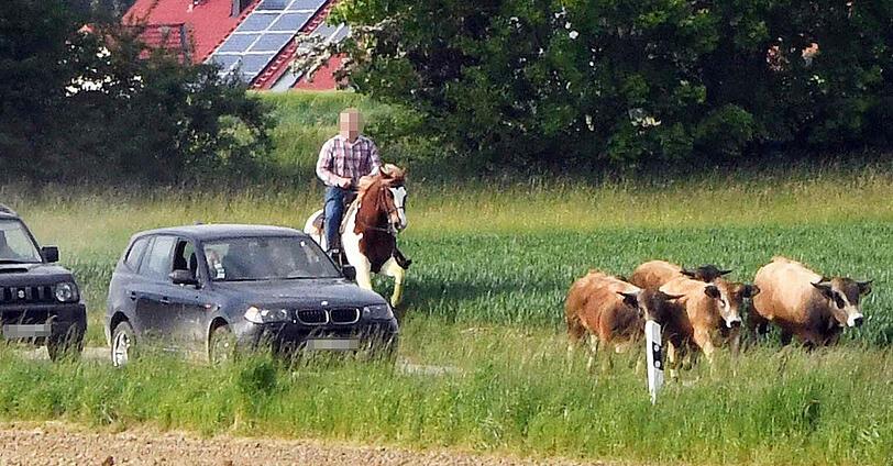 Wildwest in Oberbayern: Trotz zahlreicher Häscher behalten die Jungstiere bislang die Oberhand und entkommen immer wieder.