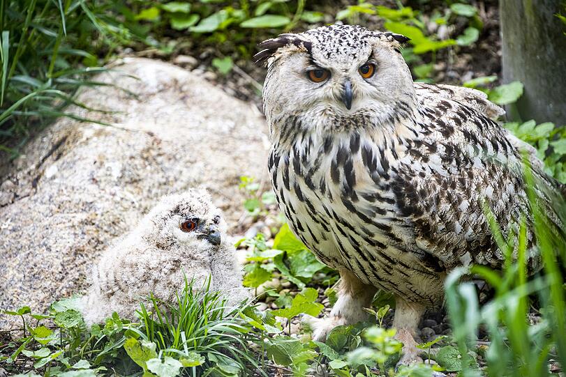 Sibirische Uhus können bis zu 50 Jahre alt werden.