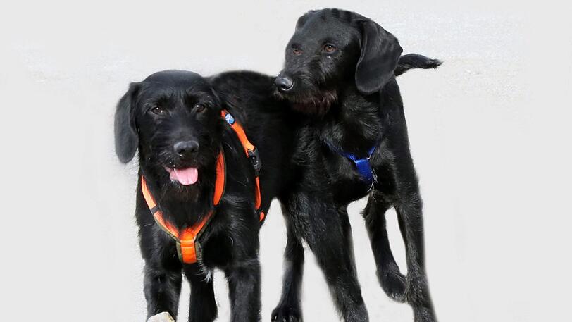 Die Mischlinge LIONEL und RITCHIE (beide 1) brauchen viel Zeit zur Eingewöhnung und deshalb eine Hundeschule. Wenn man sie gut beschäftigt, werden die anhänglichen Brüder tolle Begleiter &ndash; am besten bei einer Familie mit Haus und Garten, die auch größere Kinder (ab 10 Jahren) haben kann.