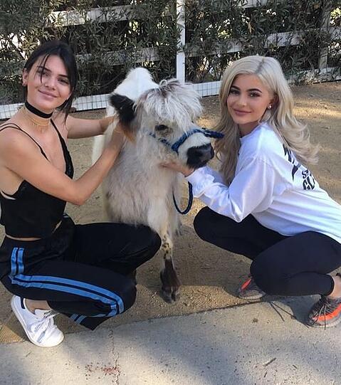 Die Schwester Kendall und Kylie Jenner haben sich in dieses kleine Huftier verliebt.