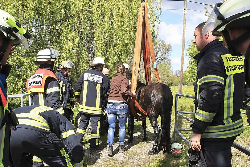 Die Shetland-Stute "Hastika" konnte von den Feuerwehrleuten gerettet werden.