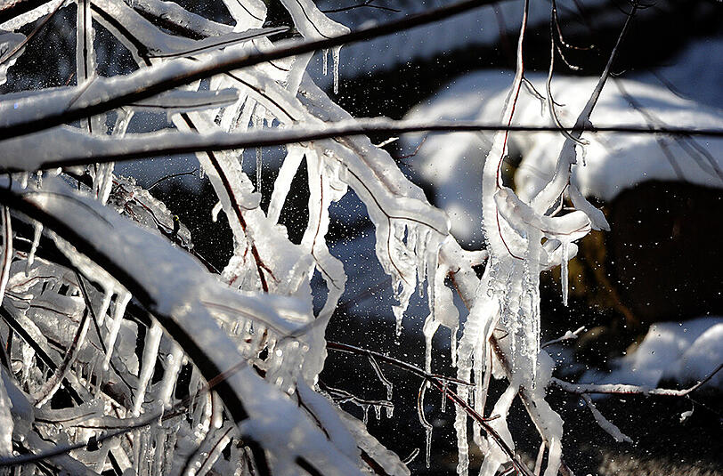 Eiszapfen hängen am Dienstag von einem Strauch in München. Erst ab dem Wochenende soll es wieder milder werden.