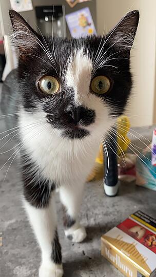 Coco