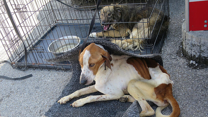Zwei stark abgemagerte Hunde liegen in einem Hundeverschlag.