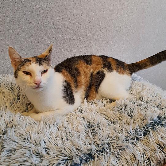 Europäisch-Kurzhaar-Katze Caramella (circa 4) ist eine verspielte und temperamentvolle Katze. Der Stubentiger kam als Fundtier ins Tierheim. Nun freut sie sich auf eine Familie mit Kindern in einer großen Wohnung mit vernetztem Balkon zum Sonnen.
