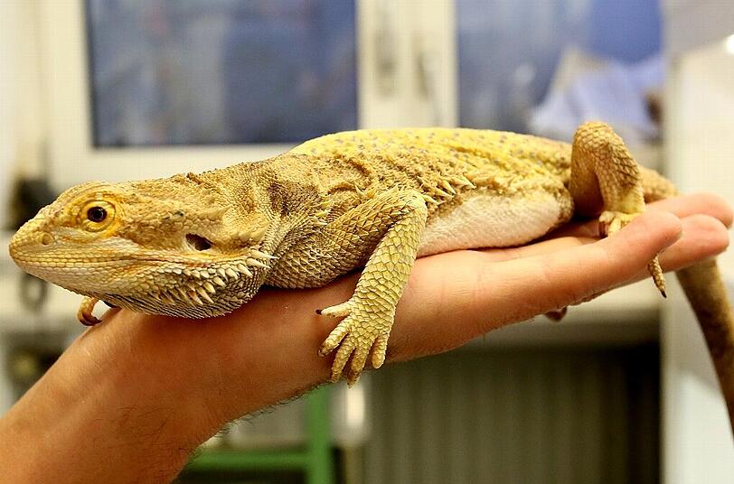 Bartagame in der Münchner Reptilienauffangstation Kaulbachstraße.