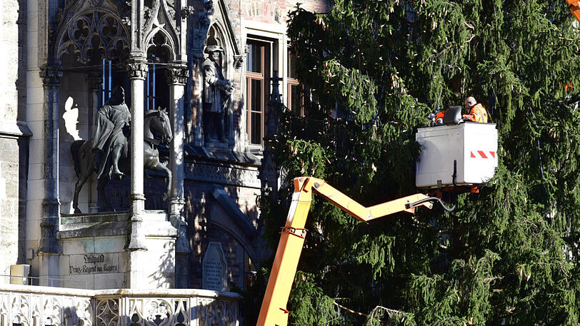 Bilder vom Christbaum-Aufbau am Marienplatz: Seit Montagmorgen steht die 30-Meter-Fichte im Herzen der Stadt.