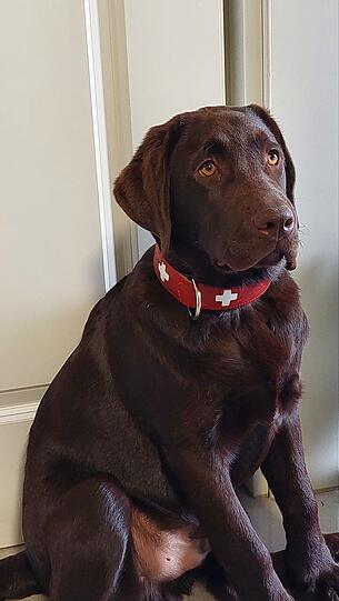 Akardy ist der beste Hund, weil wir uns gefunden haben – in einer Welt voller Hunde und Menschen hat er sich für mich entschieden, und ich mich für ihn. Ich habe Akardy seitdem er ein Welpe ist und er bedeutet mir alles! Noch nie gab es eine tiefere Bindung.
