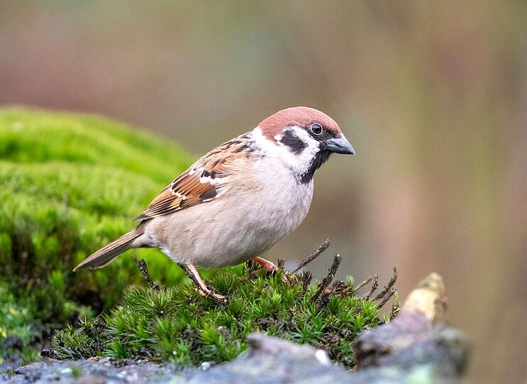 Der Feldsperling hat einen braunen Scheitel - wie die Erde auf dem Feld. Dazu hat er noch einen schwarzen Wangenfleck, der dem Haussperling fehlt. Wie der Name sagt, lebt der Feldsperling lieber auf dem Land. Im Vergleich ist er ein bisschen kleiner als der Haussperling. Der Feldsperling hat einen braunen Scheitel - wie die Erde auf dem Feld. Dazu hat er noch einen schwarzen Wangenfleck, der dem Haussperling fehlt. Wie der Name sagt, lebt der Feldsperling lieber auf dem Land. Im Vergleich ist er ein bisschen kleiner als der Haussperling.